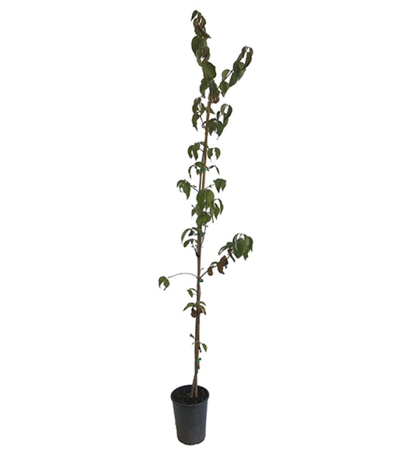 Drieň obyčajný (Cornus mas) KORRALOWYJ MARKA - Tutifruti SK