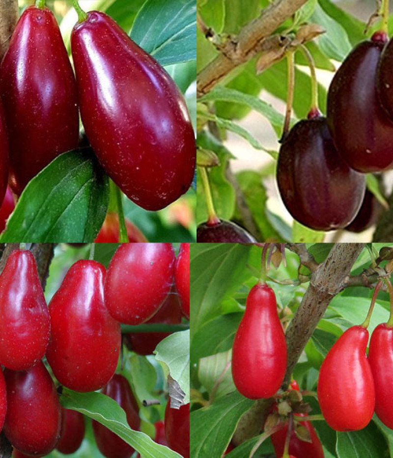 Kollektion von seltenen Obstbäumen KORNELKIRSCHE mit 4 verschiedenen Pflanzen - Tutifruti SK