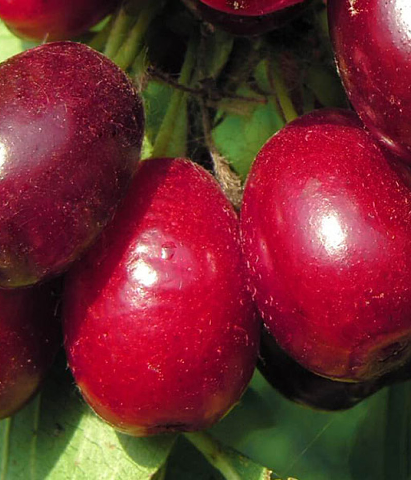 Kornelkirsche (Cornus mas) RADOST - Tutifruti SK