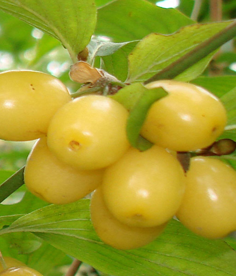 Drieň obyčajný (Cornus mas) ALJOŠA - Tutifruti SK
