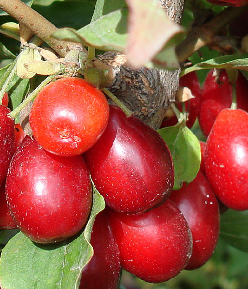 Kornelkirsche (Cornus mas) YELENA - Tutifruti SK