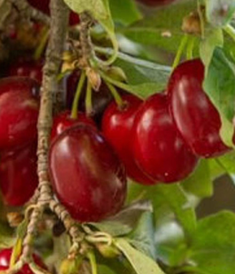 Kornelkirsche (Cornus mas) MARCELI - Tutifruti SK