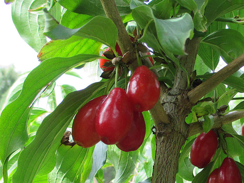 Kornelkirsche (Cornus mas) NIKOLKA