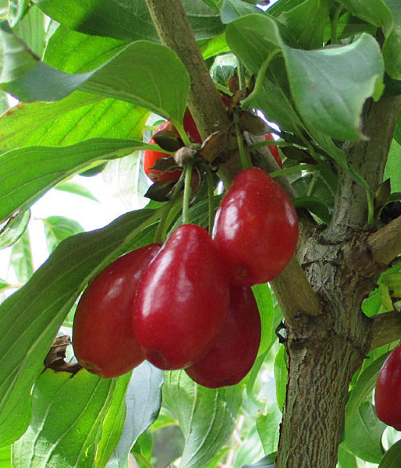 Drieň obyčajný (Cornus mas) NIKOLKA - Tutifruti SK