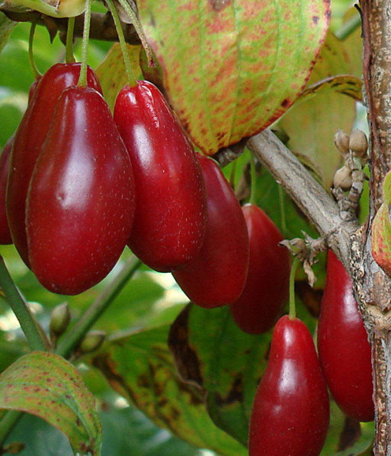 Drieň obyčajný (Cornus mas) DUBLANY - Tutifruti SK