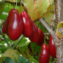 Cornelian Cherry Dogwood (Cornus mas) DUBLANY