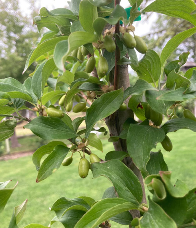 Drieň obyčajný (Cornus mas) NIKOLKA - Tutifruti SK