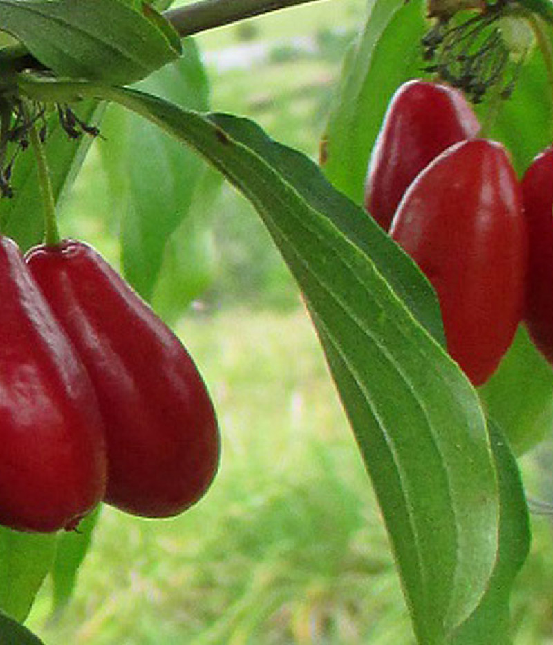 Kornelkirsche (Cornus mas) PACOSZKI - Tutifruti SK