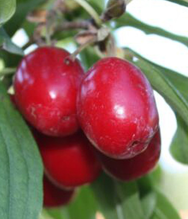 Kornelkirsche (Cornus mas) PANCHAREVO - Tutifruti SK