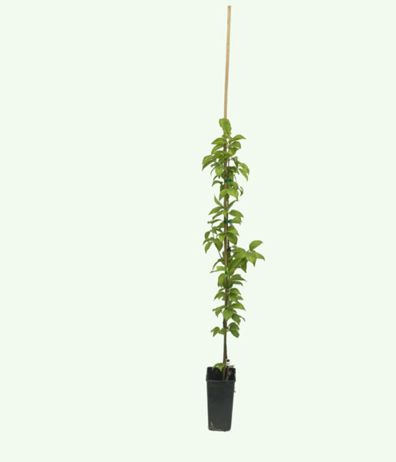 Kornelkirsche (Cornus mas) SCHÖNBRUNNER GOURMET - Tutifruti SK