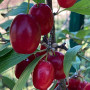 Kornelkirsche (Cornus mas) RACIBORSKI