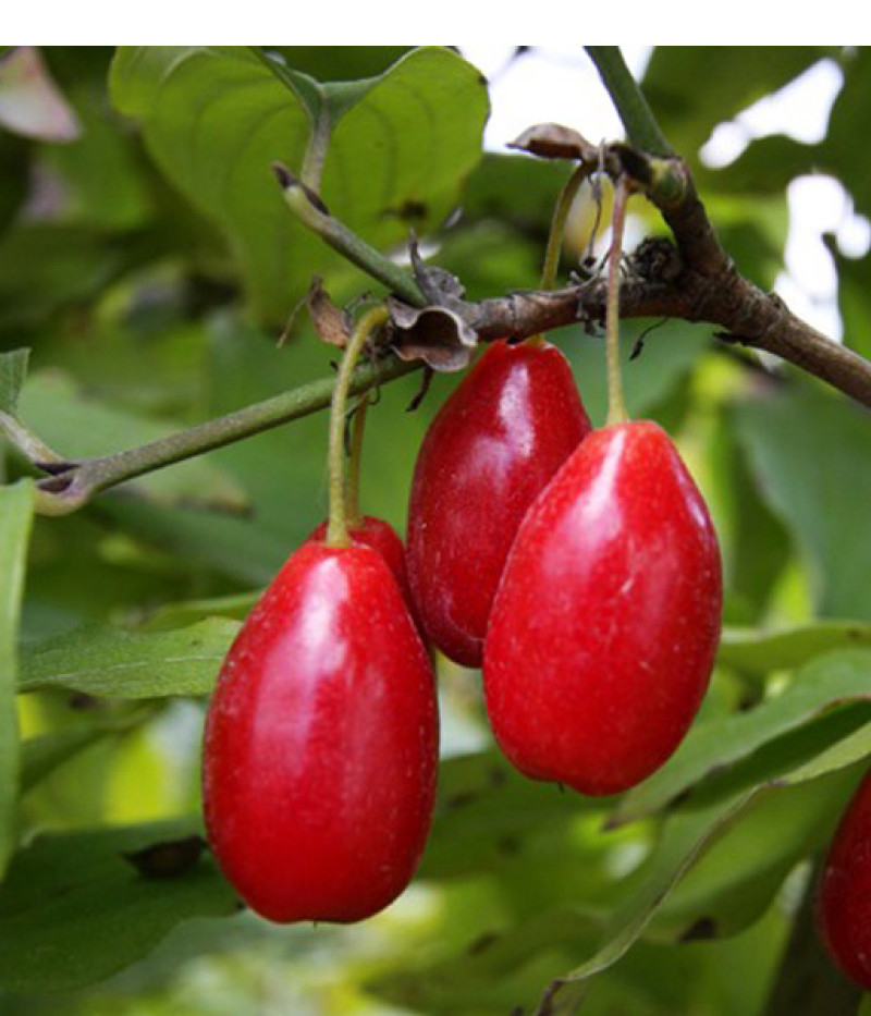 Kornelkirsche (Cornus mas) SCHÖNBRUNNER GOURMET - Tutifruti SK