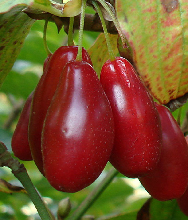Kornelkirsche (Cornus mas) STAROKIJEWSKI - Tutifruti SK