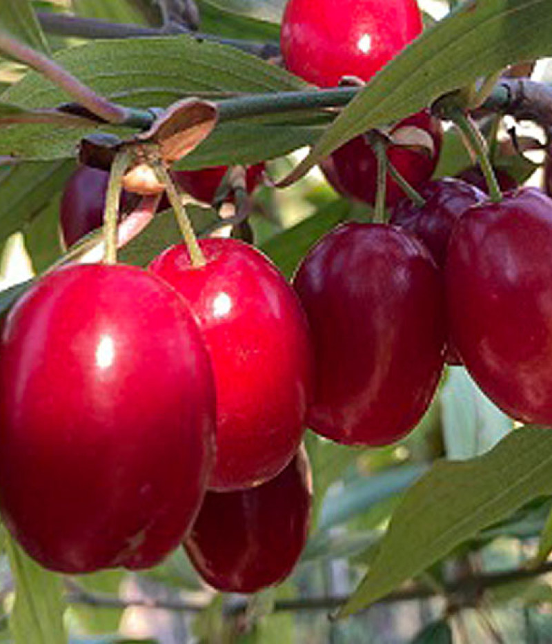 Kornelkirsche (Cornus mas) SVIETLANA - Tutifruti SK