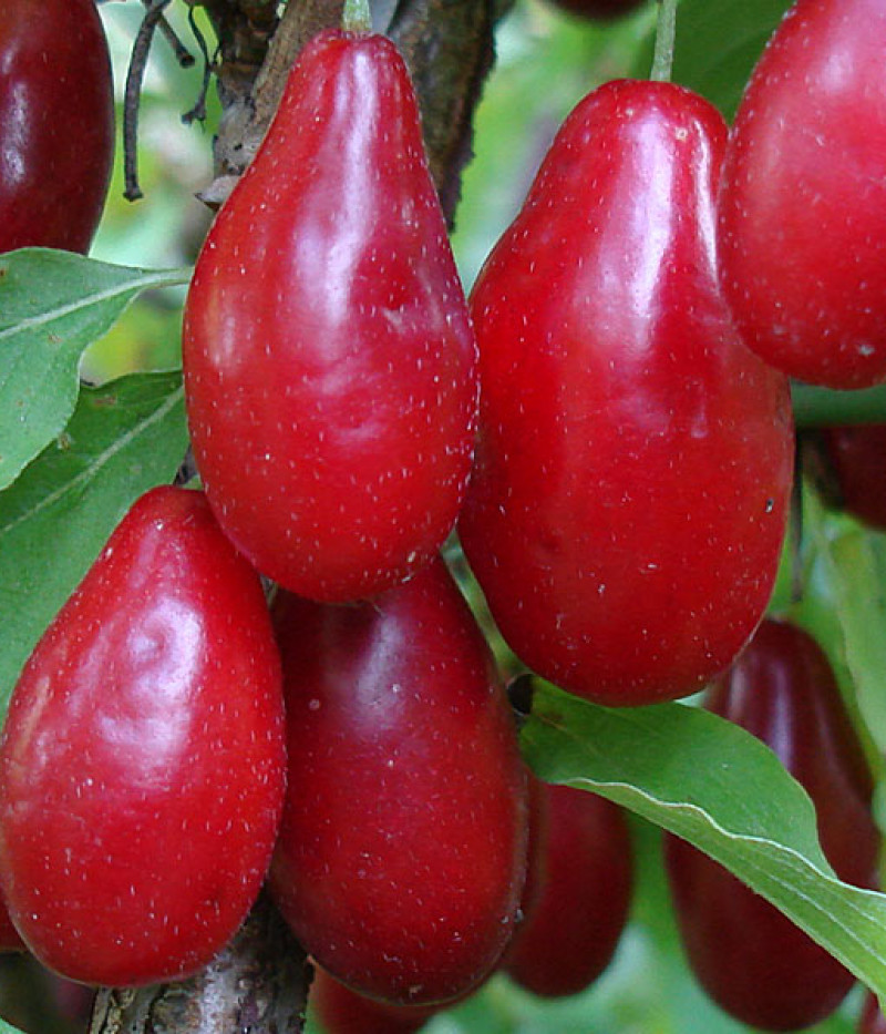 Cornelian Cherry Dogwood (Cornus mas) SVETLYACHOK - Tutifruti SK