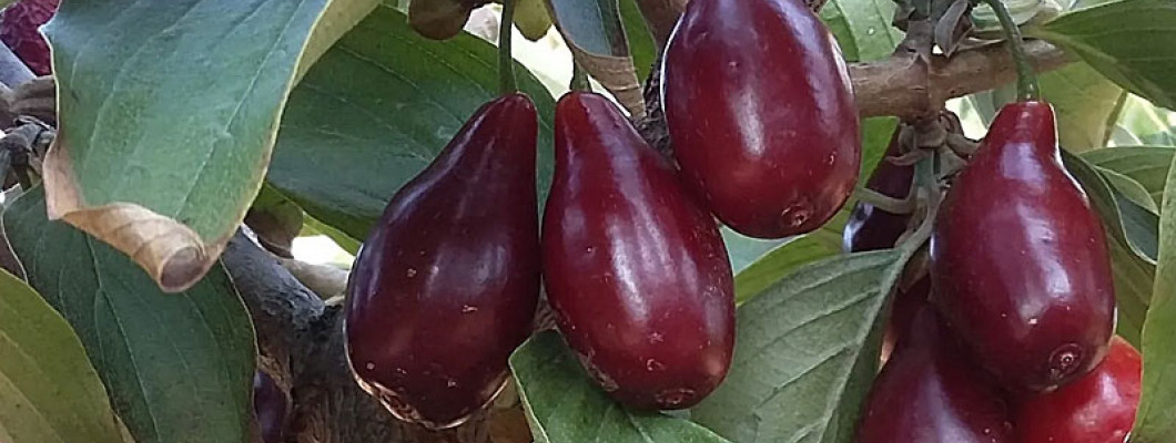 Die Kornelkirsche (Cornus mas) und ihre schmackhaften Früchte: ein unscheinbarer Baum mit hohem Ertrag