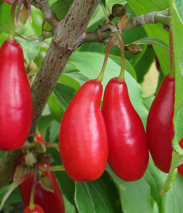 Kornelkirsche (Cornus mas) VYDUBECKIJ