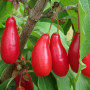 Cornelian Cherry Dogwood (Cornus mas) VYDUBECKY