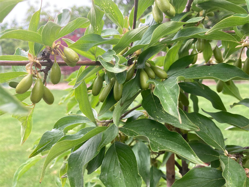 Kornelkirsche (Cornus mas) VLADIMIRSKIJ