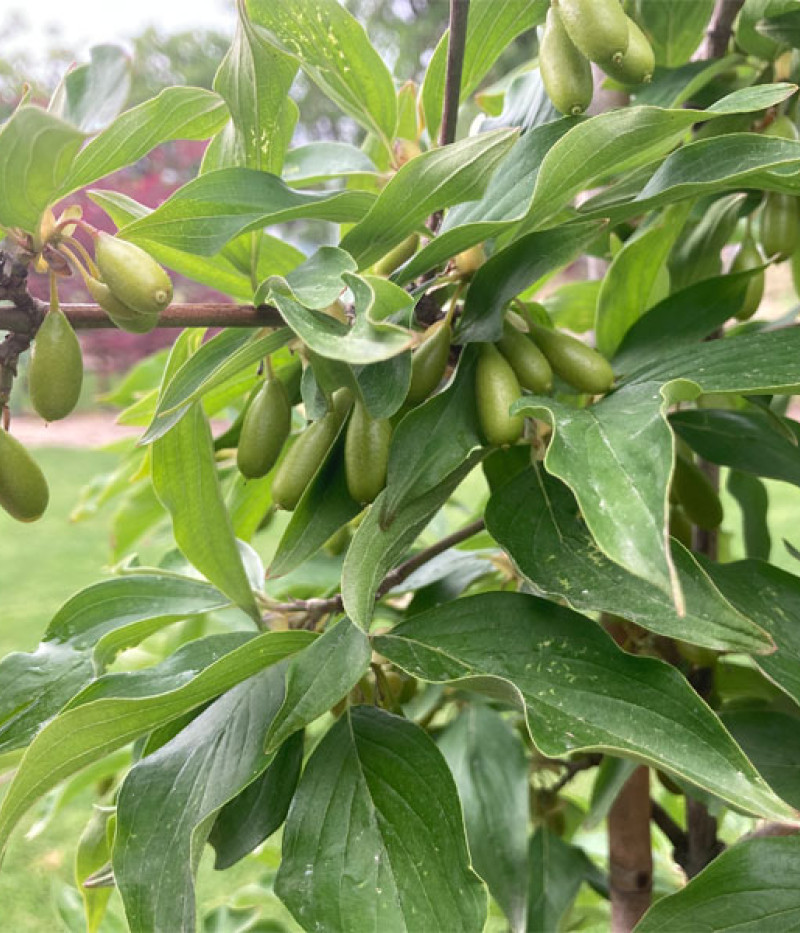 Drieň obyčajný (Cornus mas) VLADIMIRSKIJ - Tutifruti SK