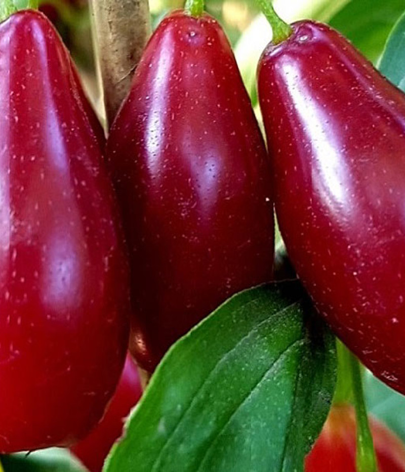 Drieň obyčajný (Cornus mas) VLADIMIRSKIJ - Tutifruti SK