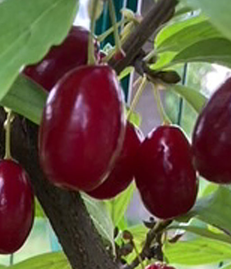 Cornelian Cherry Dogwood (Cornus mas) ORIGINALNYJ - Tutifruti SK