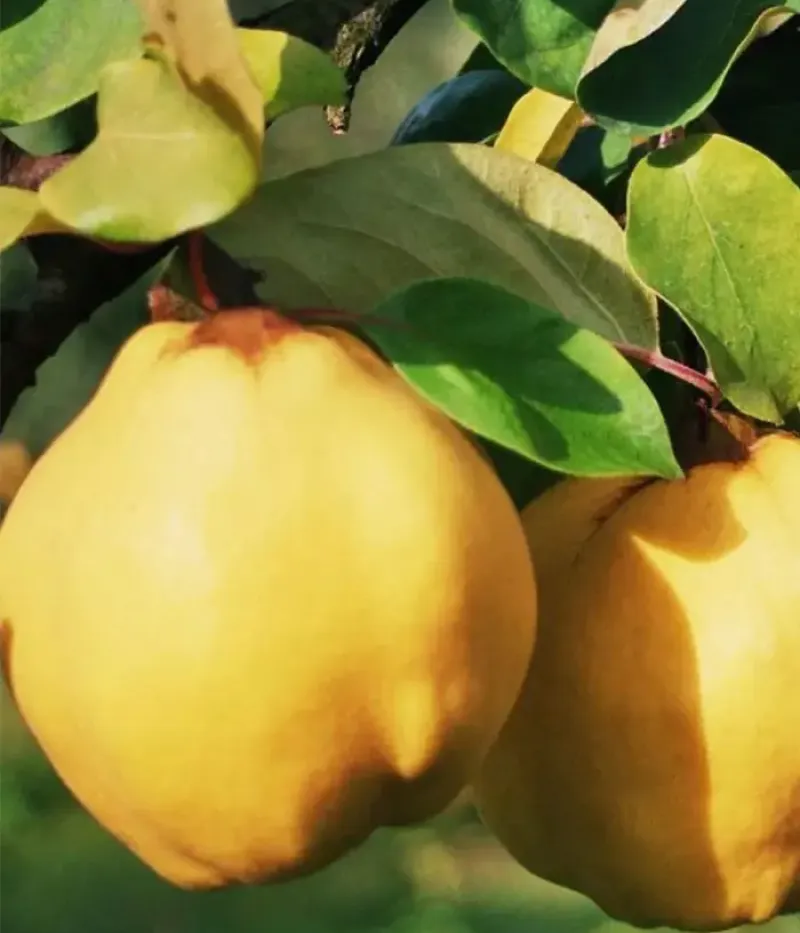Quince (Cydonia oblonga) AROMATE - Tutifruti, s.r.o.