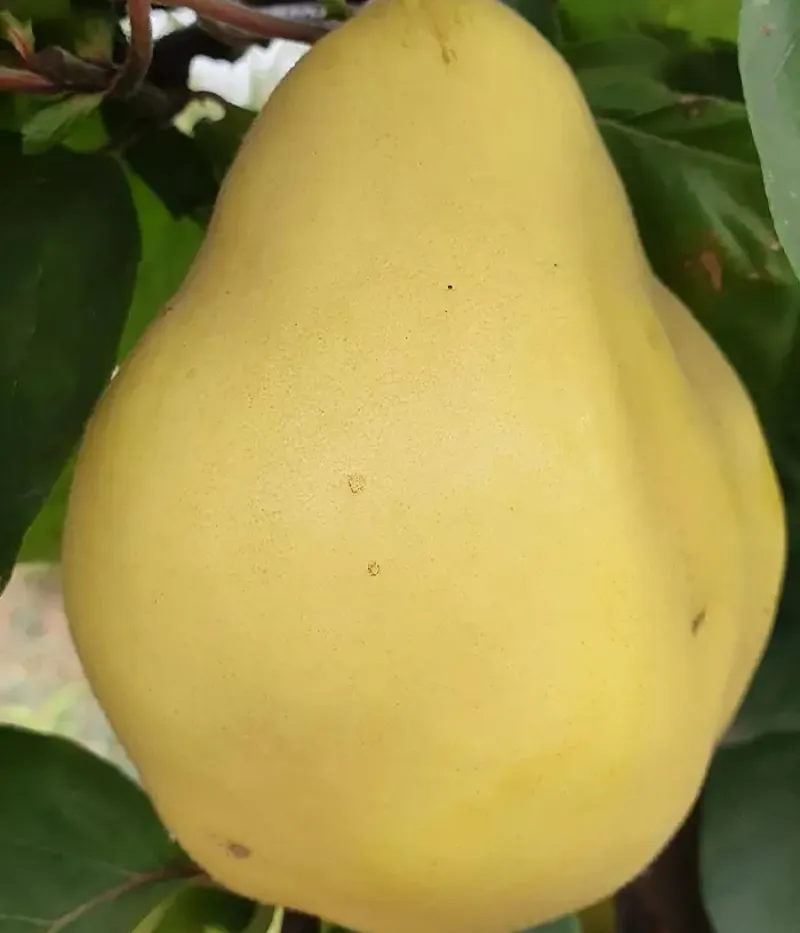 Quitte (Cydonia oblonga) AURIU - Tutifruti, s.r.o.