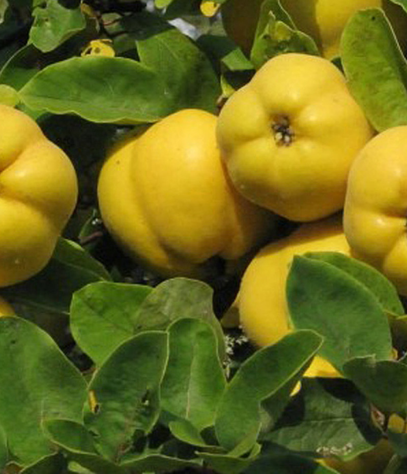 Quitte (Cydonia oblonga) DAROK ONUKU - Tutifruti, s.r.o.
