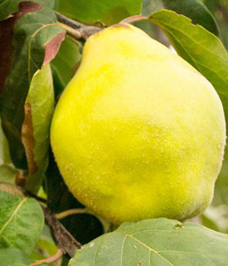 Quitte (Cydonia oblonga) VRANJA - Tutifruti SK