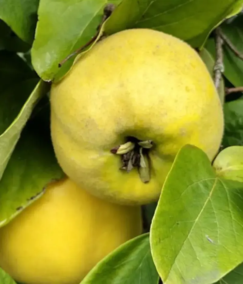 Quince (Cydonia oblonga) MOLDOVENESTI - Tutifruti, s.r.o.