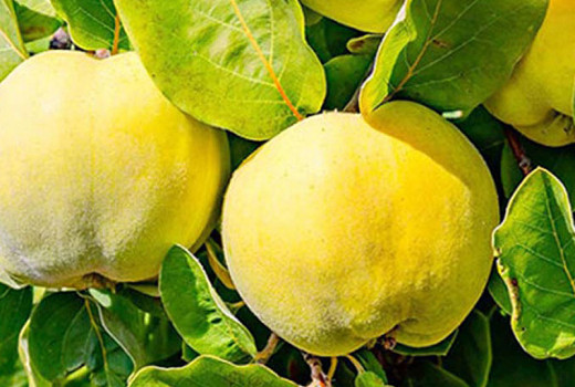 Dula: Zabudnutý poklad pre zdravie a kuchyňu – kompletný sprievodca