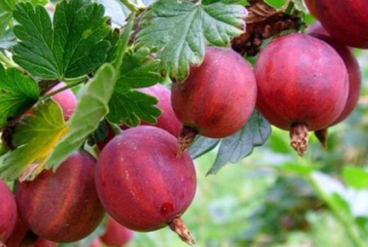 Egreše Kolobok a Krasnoslavjanskij: Detailná analýza ruských odrôd | Blog