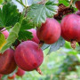 Stachelbeere (Ribes uva-crispa) TUKUMA KONFEKŠU