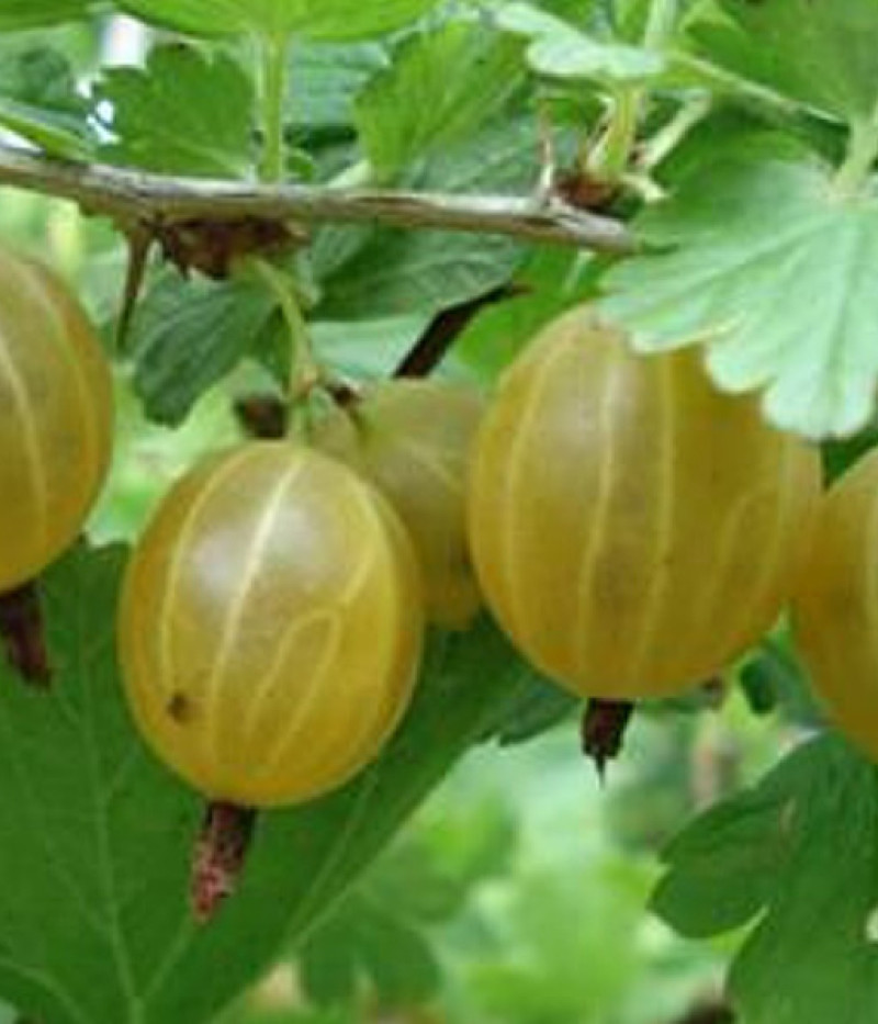 Stachelbeere (Ribes uva-crispa) KURŠU DZINTARS - Tutifruti, s.r.o. (SK)