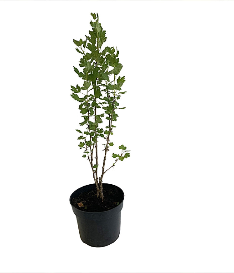 Egreš (Grossularia uva-crispa) NESLUCHOVSKIJ - Tutifruti SK