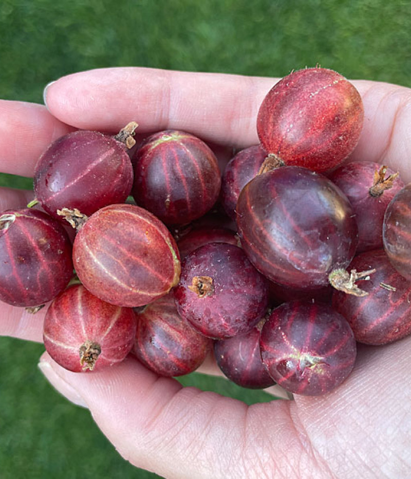 Stachelbeere (Grossularia uva-crispa) HINNONMAKI RED - Tutifruti SK