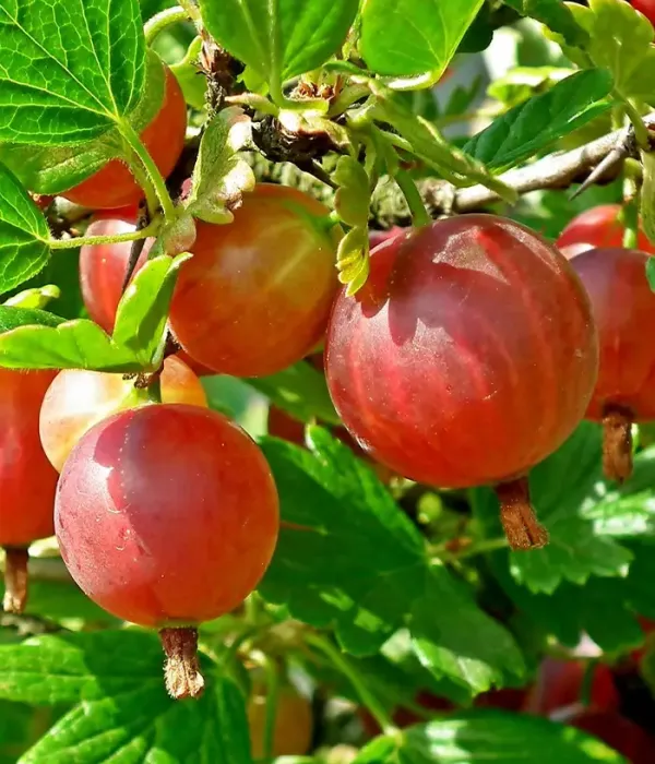 Stachelbeere (Ribes uva-crispa) Hinsel