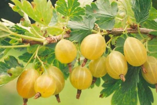 Lotyšské egreše: Analýza odrôd Kuršu Dzintars, Rita a Maija | Blog