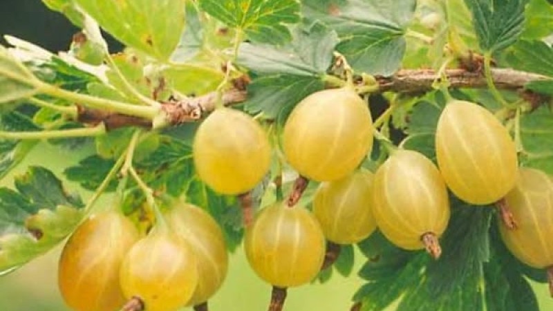 Lettische Stachelbeeren: Analyse der Sorten Kuršu Dzintars, Rita und Maija | Blog