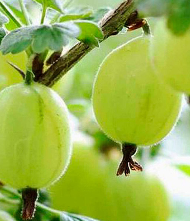 Gooseberry (Grossularia uva-crispa) MUCURINES - Tutifruti SK