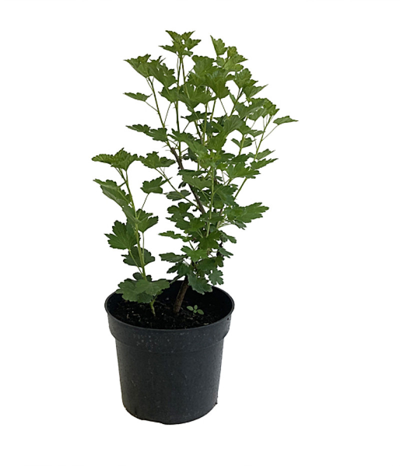 Gooseberry (Grossularia uva-crispa) MUCURINES - Tutifruti SK