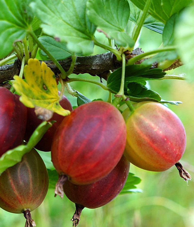 Egreš (Grossularia uva-crispa) NESLUCHOVSKIJ - Tutifruti SK