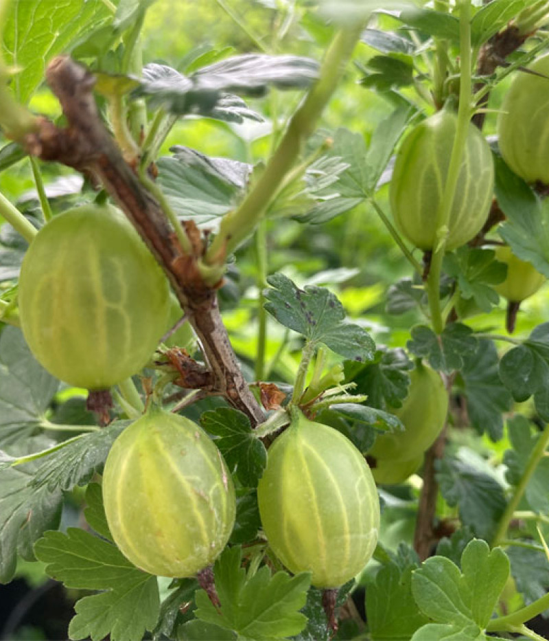 Stachelbeere (Grossularia uva-crispa) Pushkinskij - Tutifruti SK