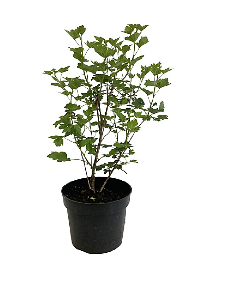 Stachelbeere (Grossularia uva-crispa) Pushkinskij - Tutifruti SK