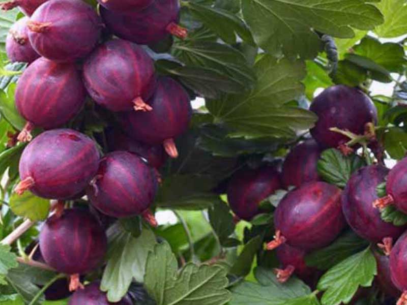 Stachelbeere (Grossularia uva-crispa) RODNIK