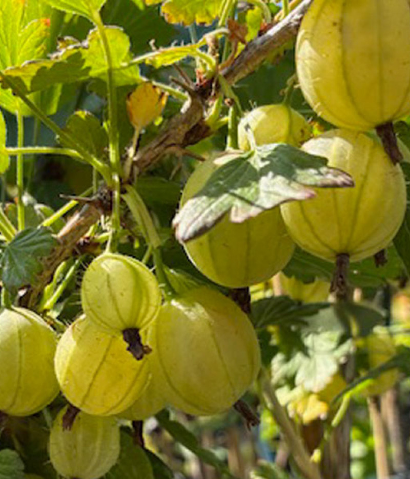 Stachelbeere (Ribes uva-crispa) TRIUMF (baum) - Tutifruti, s.r.o.