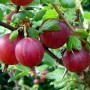 Egreš (Grossularia uva-crispa) HINNONMAKI RED 