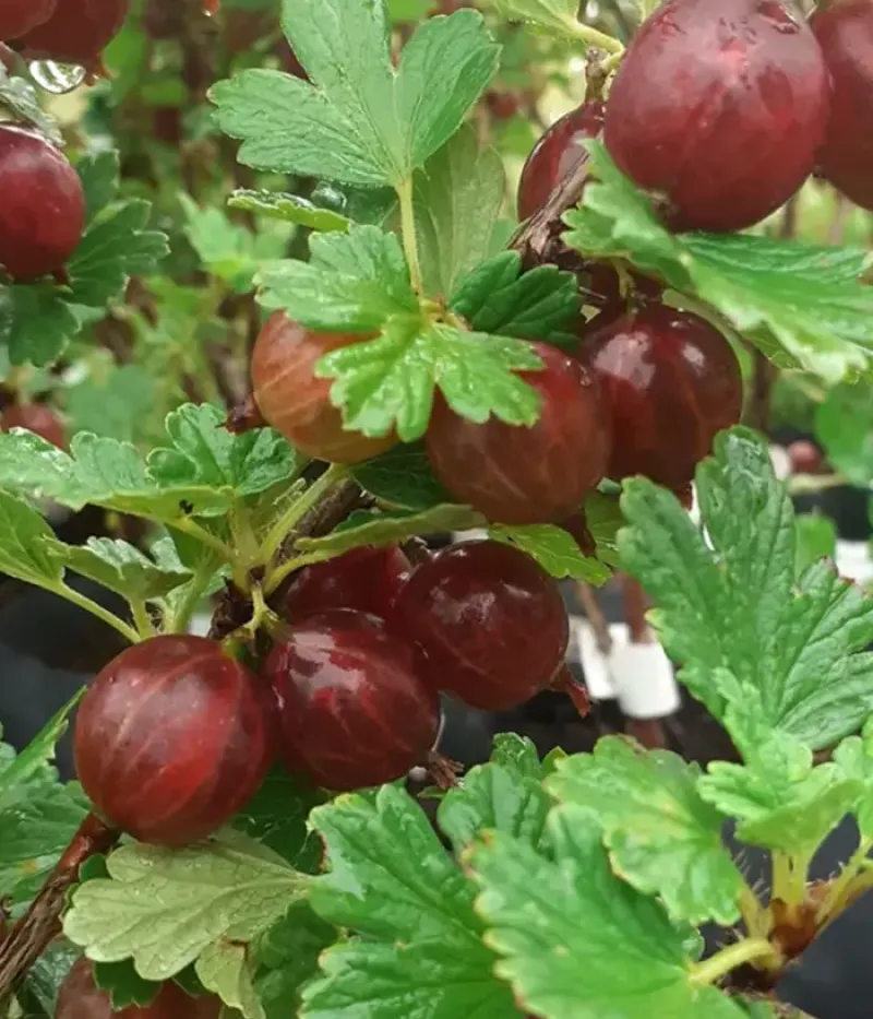 Stachelbeere (Grossularia uva-crispa) ZVIEDRU SARKANĀ - Tutifruti, s.r.o.
