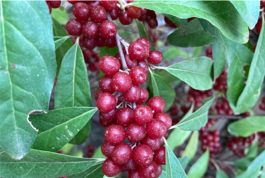 Ölweide (Elaeagnus): Gesundheitliche Wirkungen, Anwendung & Zukunft (Teil 2)